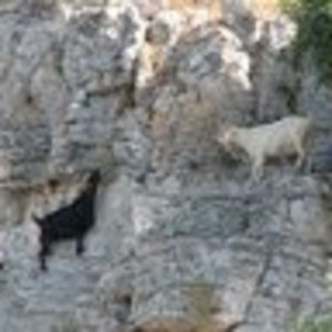 Meet your Posher, Miriam sedef hohs